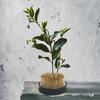 Round Shape Flower Kenzan Holder Needle Flower Arrangement Arranging Accessories Tool