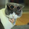 Super Cool Pet Sunglasses for Small Dogs Cats Round Puppy Dog Eye-wear Glasses Masoctas Products for Littel Animals Accessories