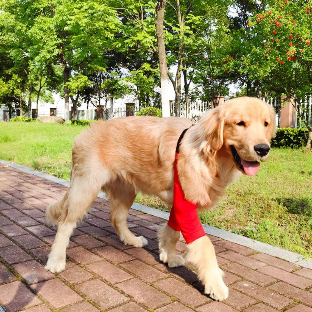 Acheter Protecteur pour animaux de compagnie, Support d'épaule