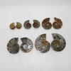 Elegant Pair Natural Ammonite Fossil Conch Specimen For Healing And Home Decor