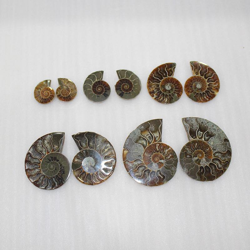 Elegant Pair Natural Ammonite Fossil Conch Specimen For Healing And Home Decor