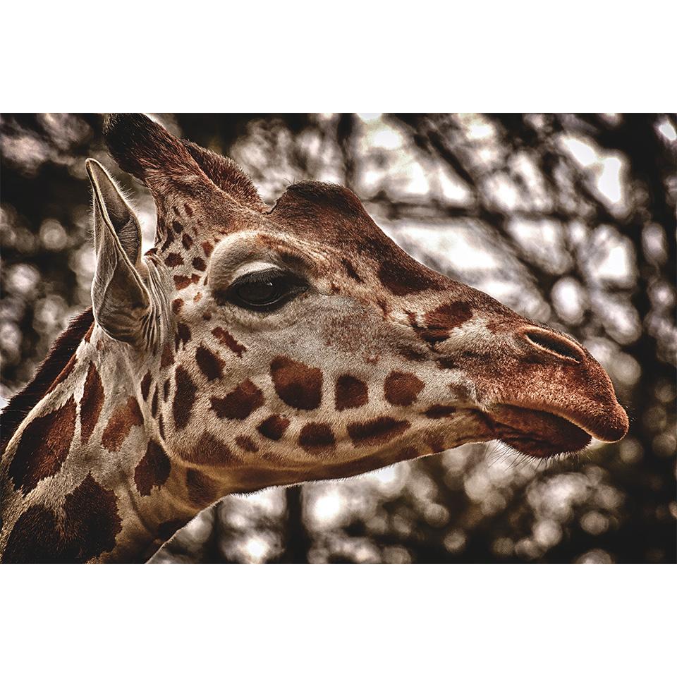 

5D DIY Алмазная картина со стразами, фотографии животных, полная алмазная вышивка, Жираф, мозаика, набор для вышивки крестом, домашний декор, подарки Full Round 20x30CM