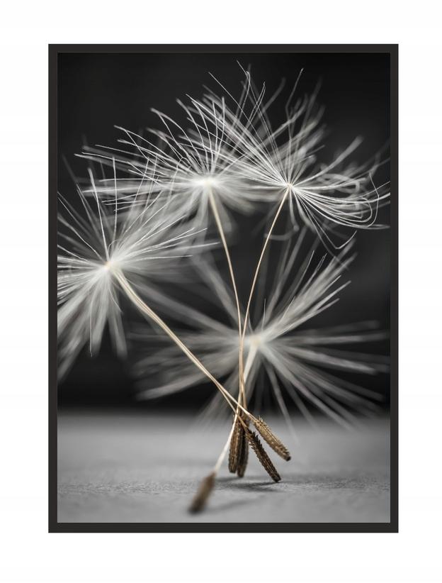 Picture, poster Framed 53x73 cm Dandelion P521