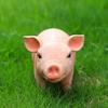 Resin Pig Statue Cute Animal Sculpture for Garden Yard Patio Outdoor Decoration Lawn Ornament Animal Statue Figurine