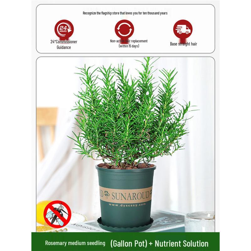 Potted Rosemary and Mint Seedlings: Edible, Mosquito-Repellent Herbs for Indoor Use