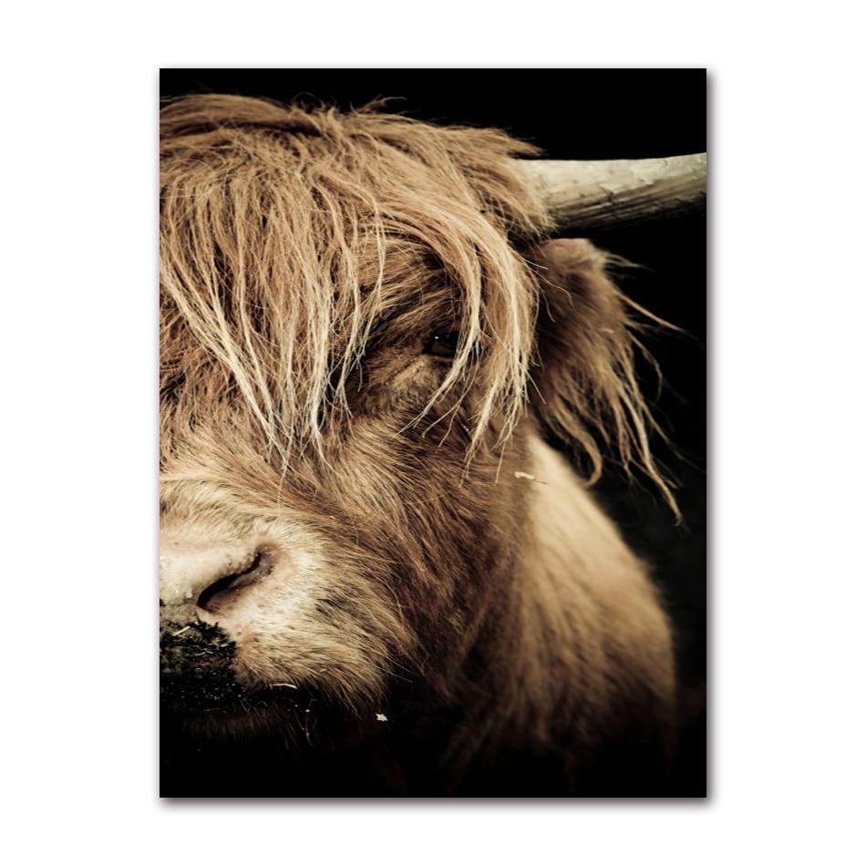 Cattle Print On Canvas Wall Art Pictures Animal Painting for Living Room Home Decor Modern Abstract Scottish Highlander
