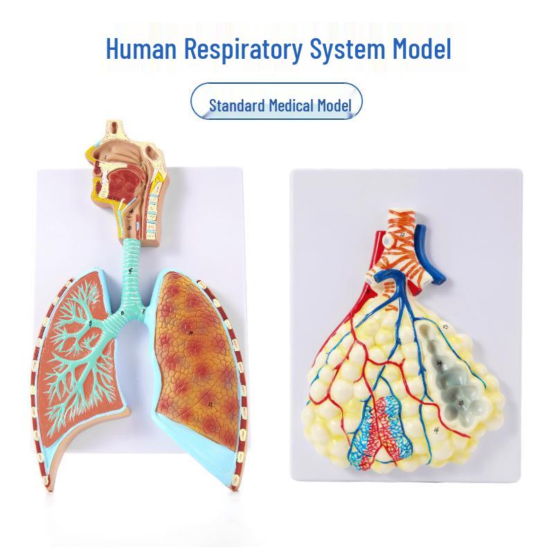 Human Respiratory System Anatomical Model: Lung Anatomy with Magnified Alveoli 53 x 38 x 6