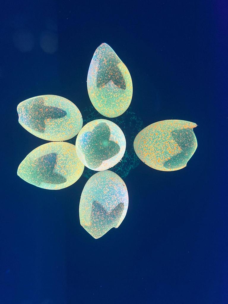 Silicone Fluorescent Coral Bubbles for Fish Tank Landscaping Decor