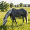 Breathable Horse Fly Sheet Wear-Resistant Equine Mesh Vest Horse Belly Protect Cover  Horse Riding