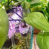 2Pcs/set  Aquarium Plant Cup Basket Hangable Aquatic Plant Holder With Holes Water Planting Landscape Decoration