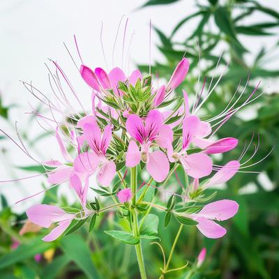 250 semi di Cleome rosa