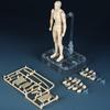 Scale Male and Female Figure Dolls with Movable Ideal for Drawing Drawing and Practice Includes Props and Stands Skin 1/12 Joints, Manga, Mannequins,
