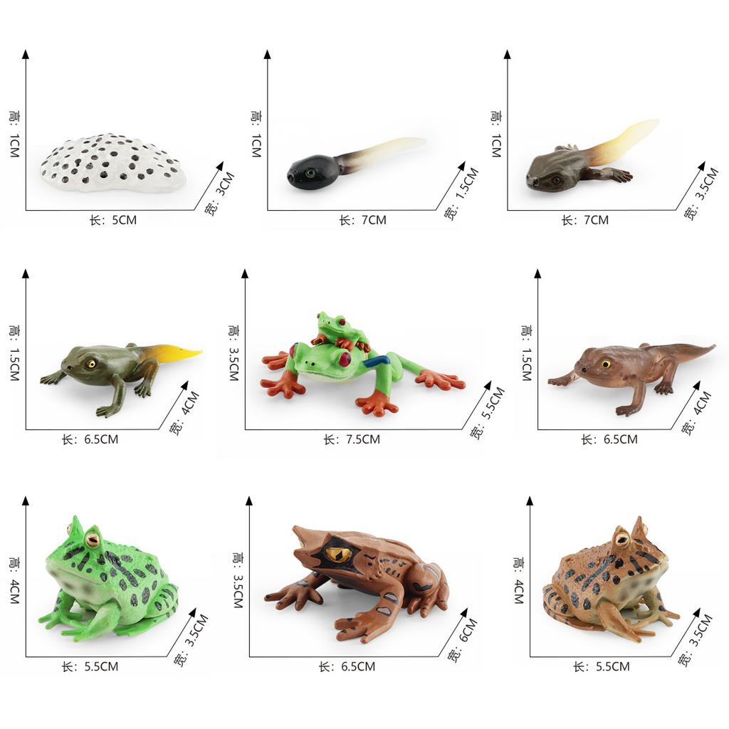Simulation Of Red-Eyed Frog Horned Frog Triangular Dead-Leaf Frog Growth Cycle Static Model Frog Growth Process Ornament