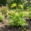 Vertical Growing Plant Support Frame Iron Climbing Vine Flower Stand  Garden Accessory