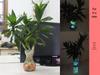 2kg Luminous Pebbles: Fluorescent Glow Stones for Garden Landscaping and Aquarium Decoration.