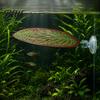 Betta-Aquarium Zuchtbett Hängematte Blatt Fisch Ruhebett