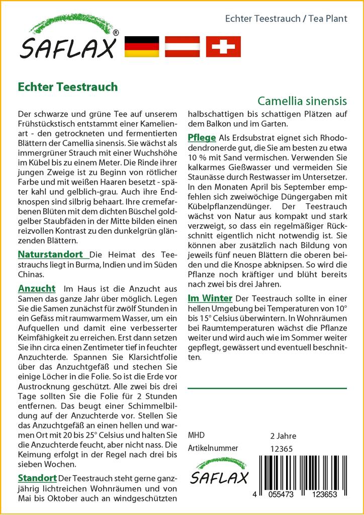 SAFLAX Čajovník - 6 semen - Se substrátem pro lepší pěstování - Camellia sinensis