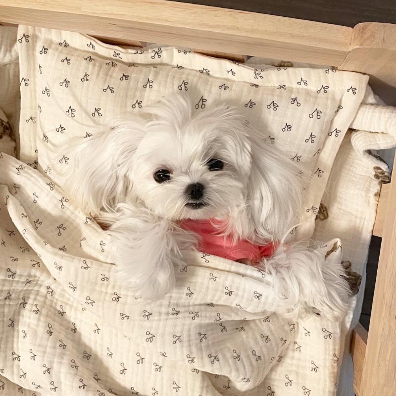 Cat Dog Solid Wood Off The Ground Kennel Pet Bed Pet Kennel Furniture Products Supplies Beds Accessories Comfortable Durable