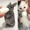 50ml, 120ml Cat Feeding Bottle Soft Head Leak-proof Removable No Odor Pet Kitten Dogs Feeding Bottle for Newborn Pet