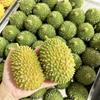 Crunchy Crackling Durian Squishy Toy Soft TPR Fidget Toy Novelty Fruits Pinch  Home Decoration