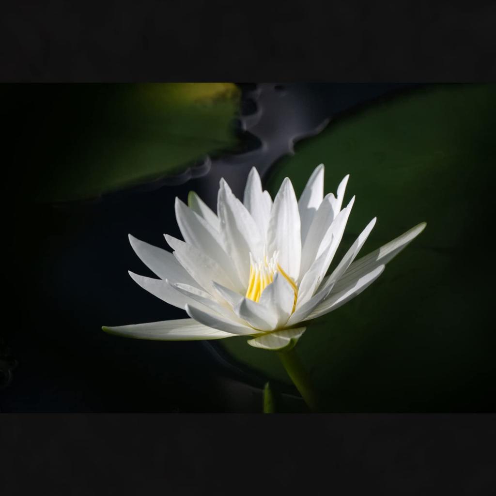 Tokina Telephoto Mirror Lens SZ 500mm F8 Reflex MF Micro Four Thirds Manual Focus Interchangeable Mount 264072