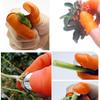 Plantmes Tuinier Vinger Mes Plukken voor Snoeien Tuin Groente Fruit Gereedschap