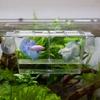 Creative Acrylic Fish Tank Breeding Aquarium Incubator Breeder Isolation Box Fish Fry Grow Seedling Reproduction Holder Aquarium