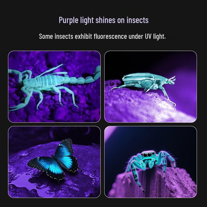 Professional UV Blacklight Flashlight & Wood's Lamp for Detection