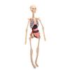 Clear Human Body Skeleton Model Kit 3D Human   Structure Model Kit with Removable Organs for Kids