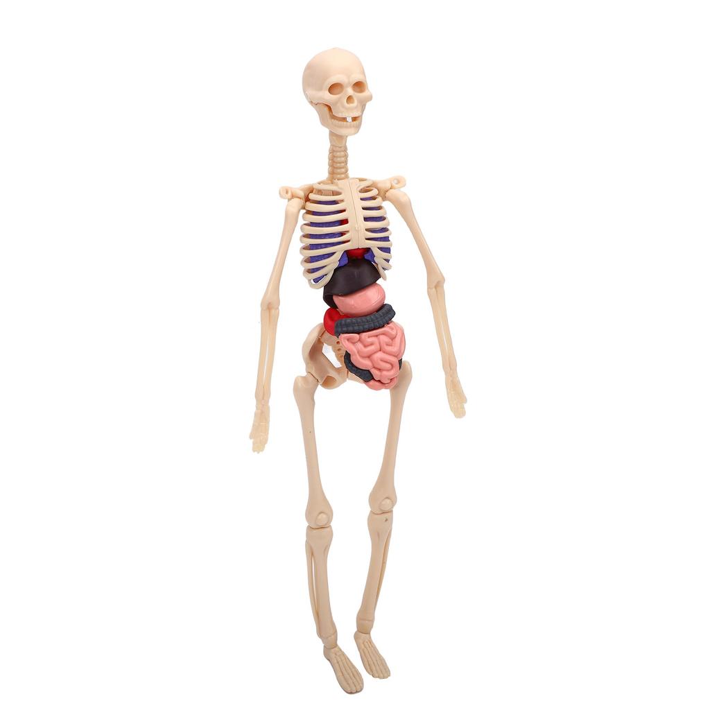 Clear Human Body Skeleton Model Kit 3D Human   Structure Model Kit with Removable Organs for Kids