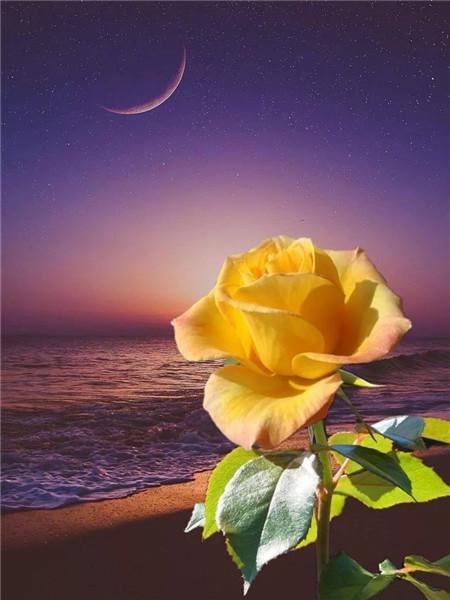 5D DIY Diament Malarstwo Nowy Kwiat Róży Dżetów Diament Haft Sprzedaż Krajobraz Nadmorski Mozaika Wystrój Domu