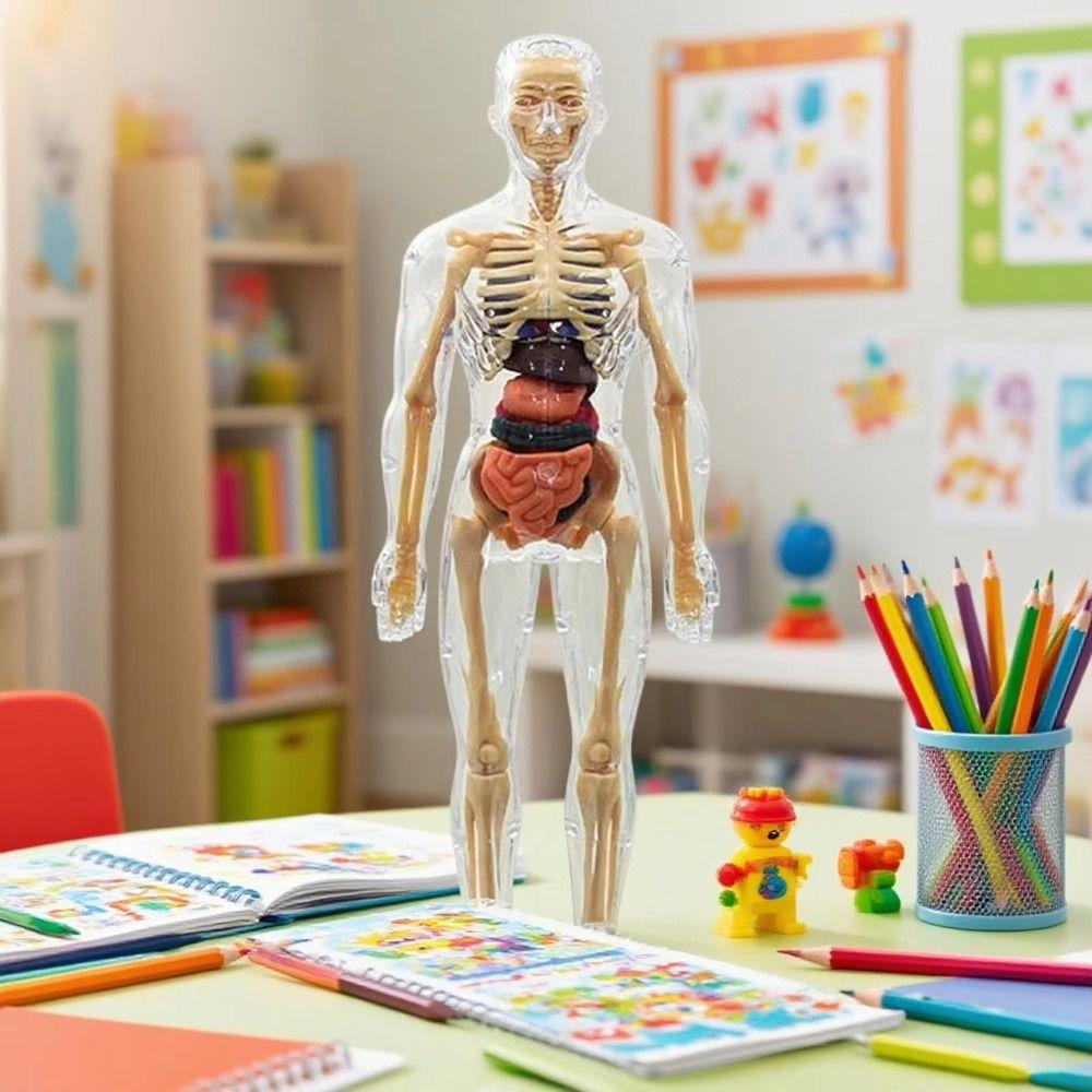 Transparent 3d Human Torso Model Plastics Kid Skeleton Model Birthday Kids Gift