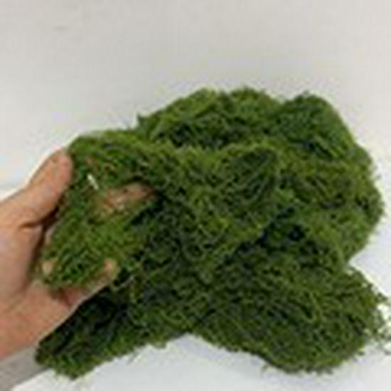 Non-Fading Moss Wool for Water Tanks, Plant Walls, and Garden Rockery Landscaping