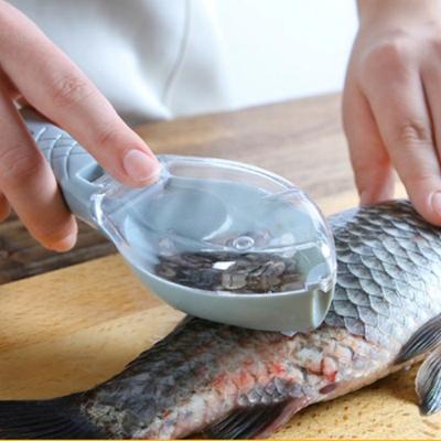 Utensilios para cocinar marisco – Escamadores