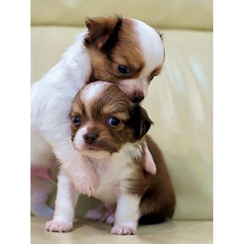 

DIY животное 5D алмазная живопись полная круглая дрель смола мультфильм Алмазная вышивка крестиком мозаика домашний декор стены книги по искусству подарок Full Round 20x30CM