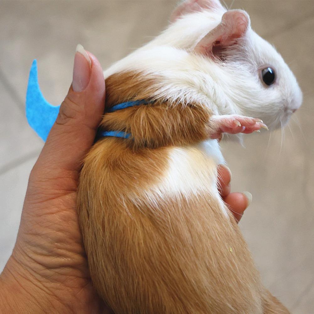 Adjustable Traction Rope Solid Color Pet Chest Strap Cute Little Rabbit Rope  Or Small Reptiles