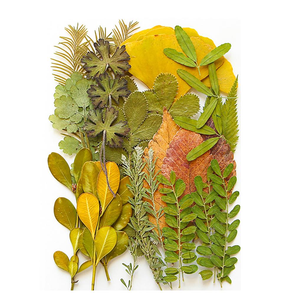 Pressed Dried Leaves Plant for Resin Molds Natural Pressed Dried Leaves For Scrapbooking Soap Candle Jewelry Making