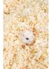 Deodorizing Aspen Wood Shavings & Cotton Bedding for Hamsters and Chinchillas - Low Dust, Cozy Winter Supplies