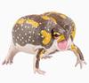 Japanese Genuine Gacha Scale Model Simulation Amphibian Frog Emulational Tabletop Decoration Action Figure Toys Poseable Articulated Detailed Movable