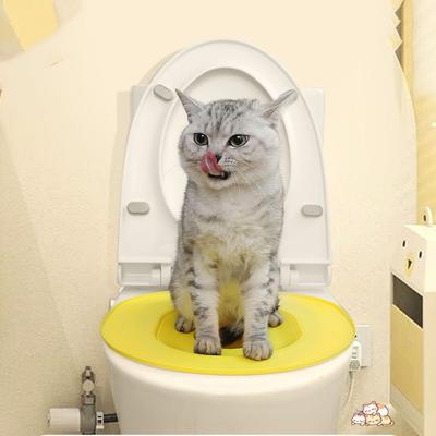Kedi – Kedi Eğitim Aparatları