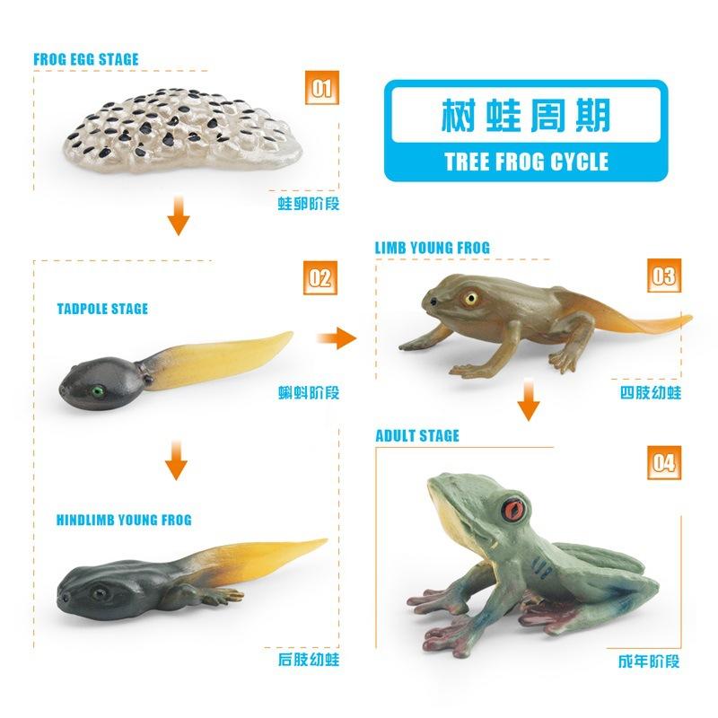 Simulation Frog Growth Cycle Model Early Education Cognition Darwin Frog Tree Frog Growth Process Static Ornament
