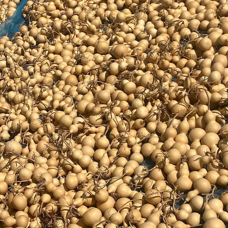 

Natural Hand-Twisted Gourd with Gold Finish - Medium Collector s Craft