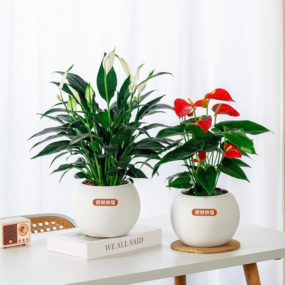 Samozavlažovací hydroponický květináč s vyjímatelným dekorem kancelářských bonsají