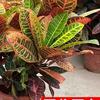 Croton Indoor Bonsai: All-Season, Heat-Resistant, Seven-Color Foliage Plant