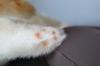Peluche de gato realista fabricado en Japón con cinta de etiqueta infantil de 58 cm (ojos marrones tigre L) Regalo de cumpleaños de gato real presente celebración