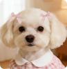 50/100pcs Handmade Small Dog Bows with Rubber Bands Fashion Puppy Grooming Accessories MixColor Pet Supplies for Dogs and Cats