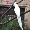 1Pc Feather DIY 25/35cm Creative Animal Bird Handmade Lawn Figurine Ornament Simulation Parrot Garden Prop Decoration