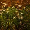 6 LED Solar Butterfly Lights Waterproof Garden Solar Lights Landscape LED Butterfly Lights  Pathway