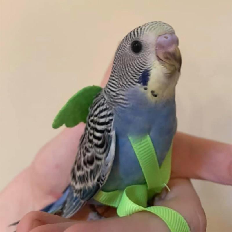 Ultra-Light Parrot Flight Harness Leash Cockatiel Lovebird Sun Conure Outdoor Walking Training