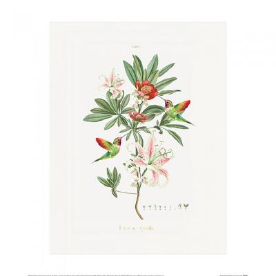 Poster Colibrì di Summer Thornton